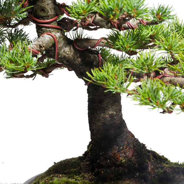 五葉松　-Japanese white pine-　（推定樹齢40年）-M0017- 詳細画像